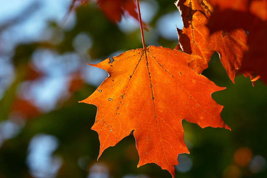 增值税免税理解五对五错